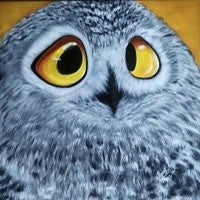 The confused owl