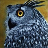 The handsome owl