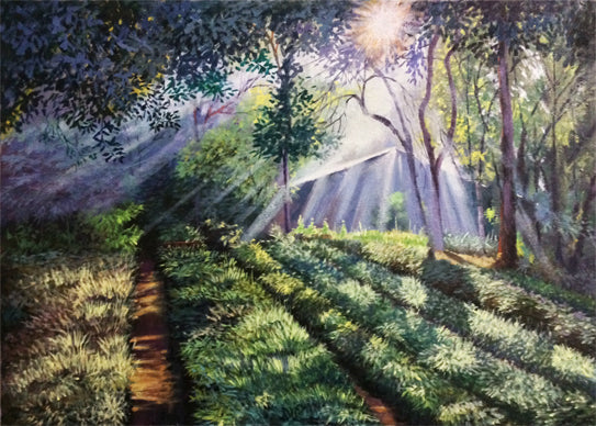 Morning light 2