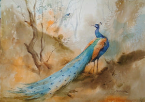 Peacock 1