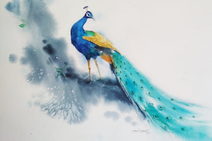 Peacock 2