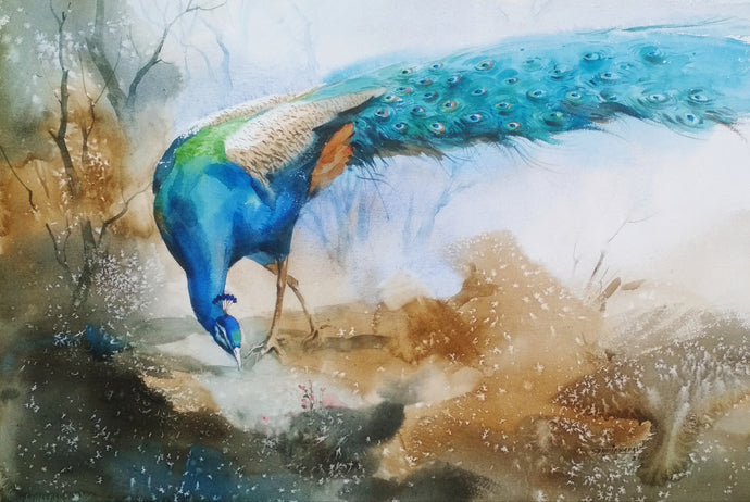 Proud peacock