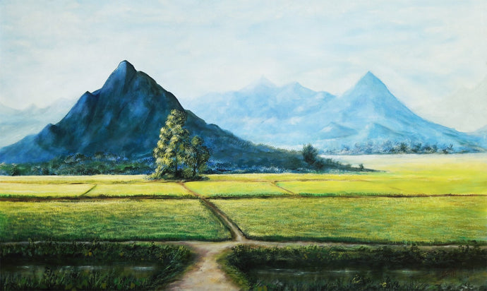 Paddy fields