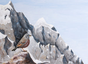 Alpine Accentor
