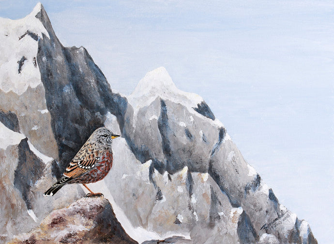 Alpine Accentor