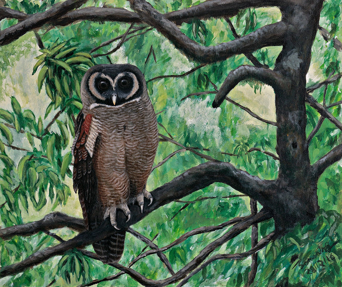 Brown wood owl