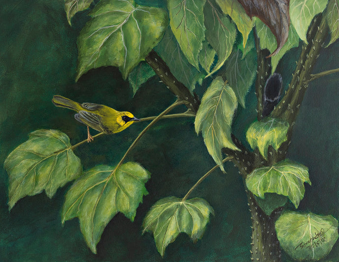 Golden babbler