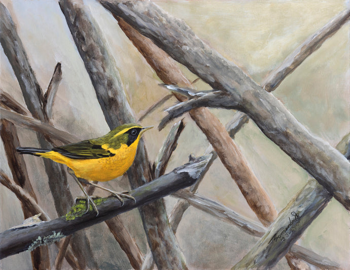 Golden bush Robin