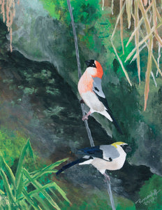 Red headed bull finches