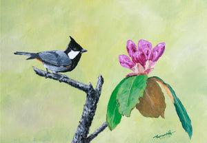 Rofous naped Tit