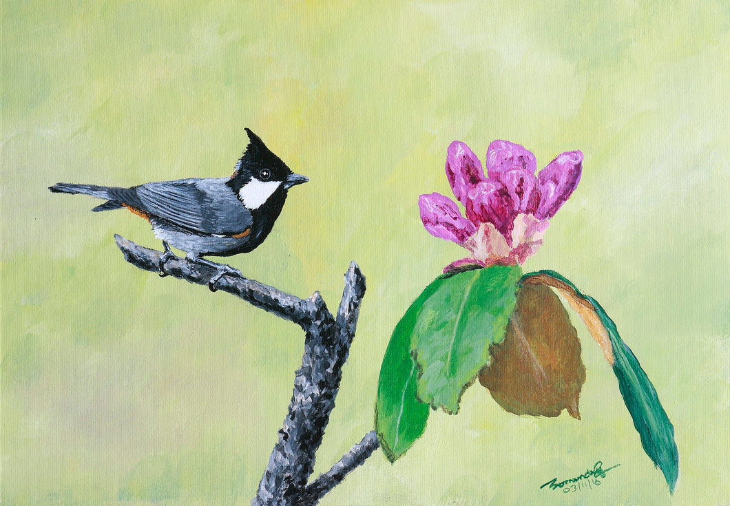 Rofous naped Tit