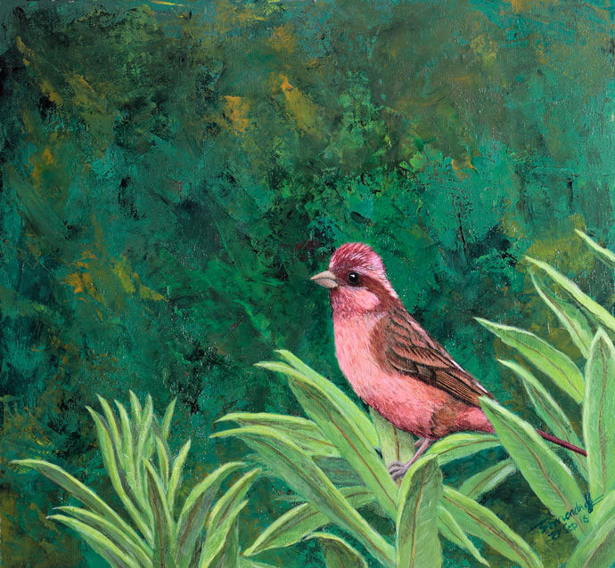 Vinaceous Rosefinch