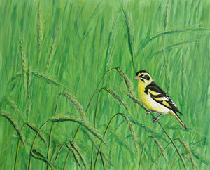 Yellow breasted Greenfinc